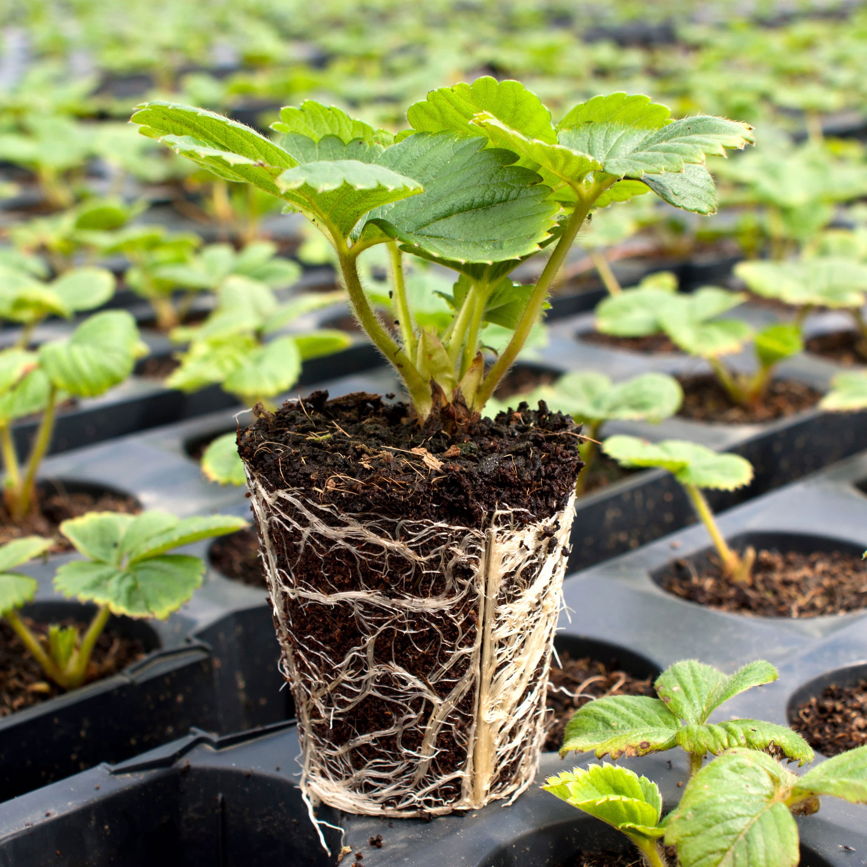Seasonal Plant Care