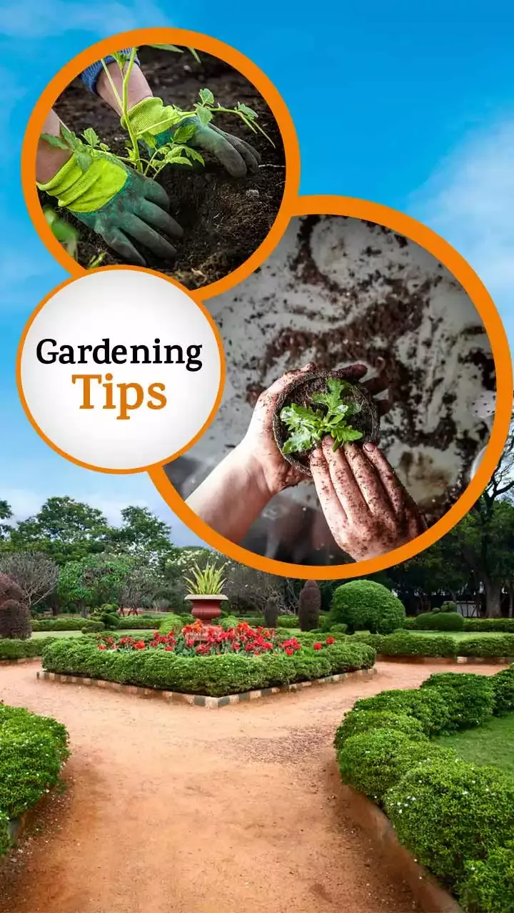 Tips on Gardening