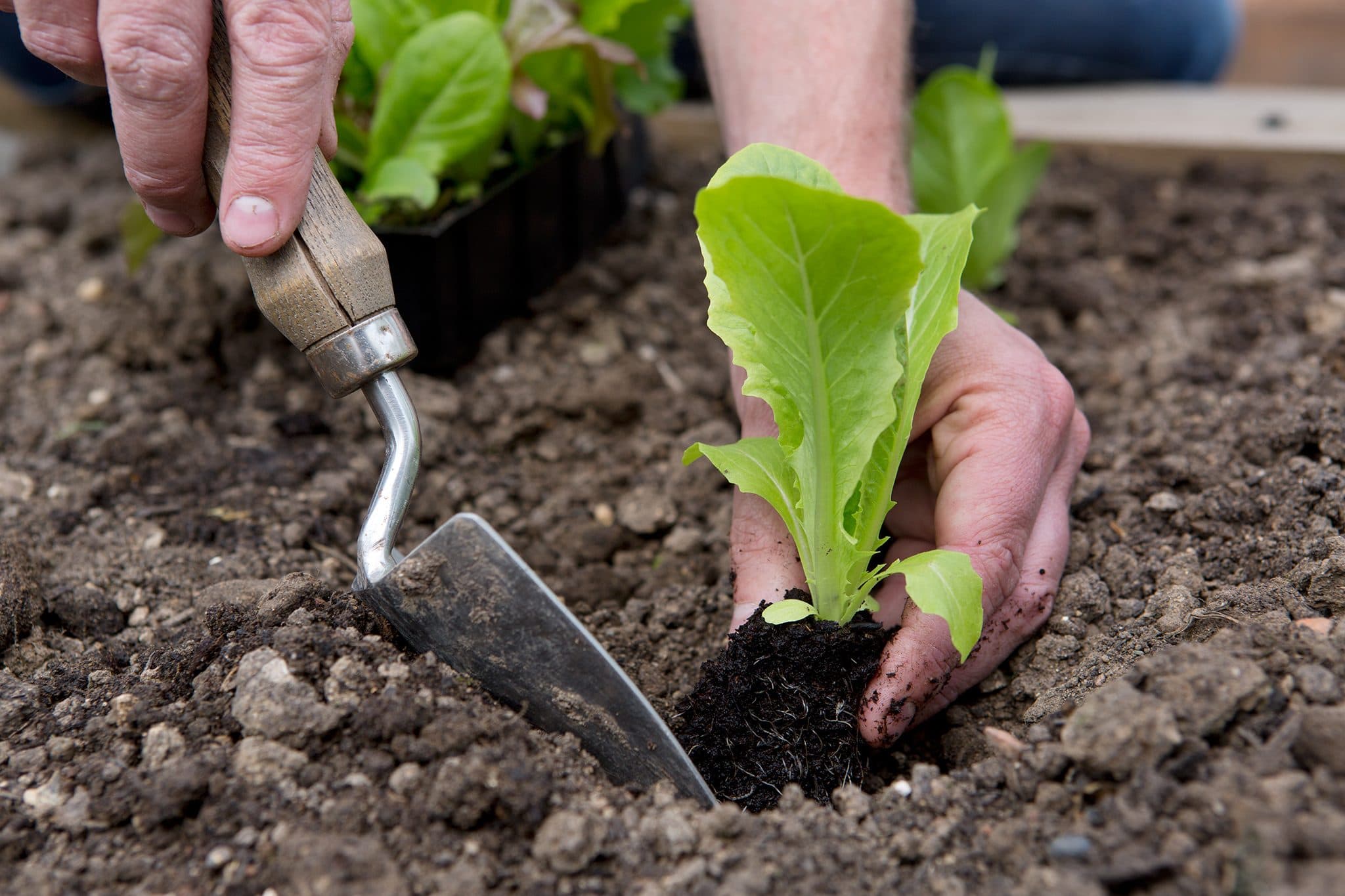 Monthly Planting Guide
