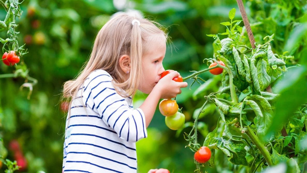 Kitchen Garden