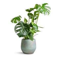 Plants